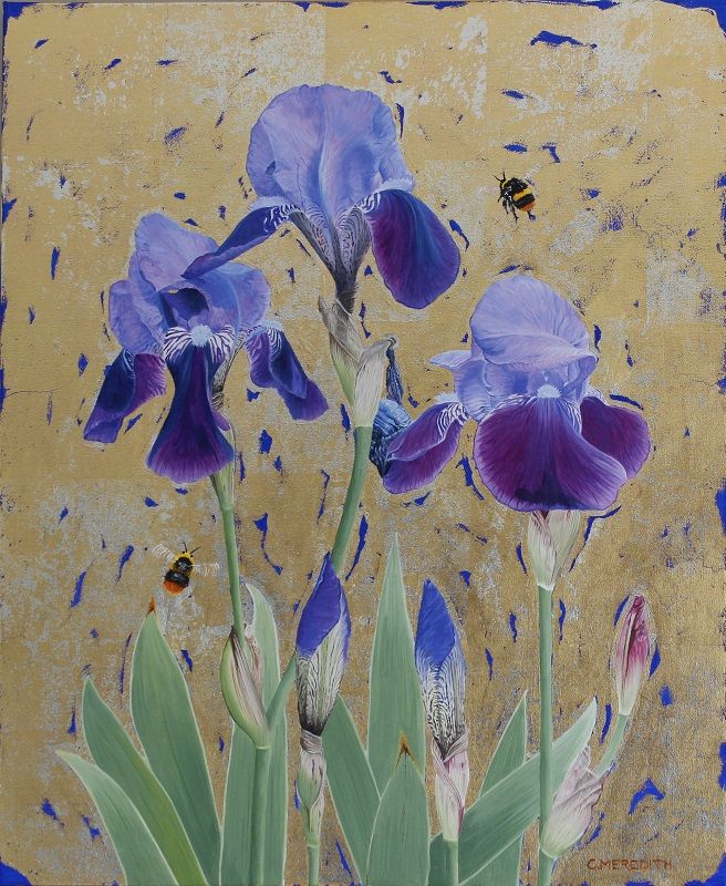 Bearded Iriss & Bumblebees