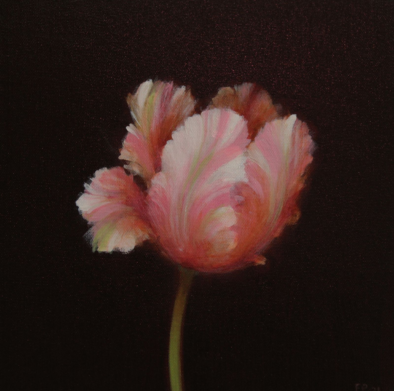 Pink and Green Parrot Tulip Study 