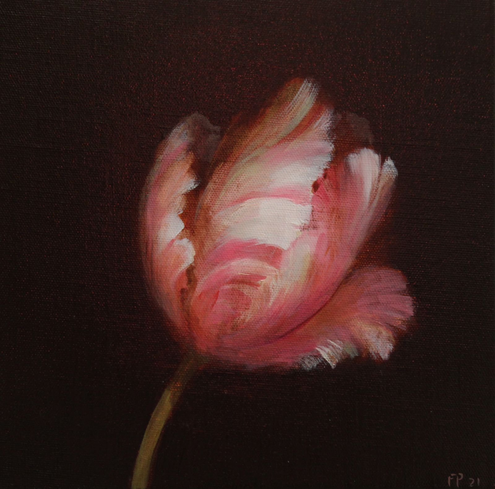 Pink and White Striped Tulip Study 