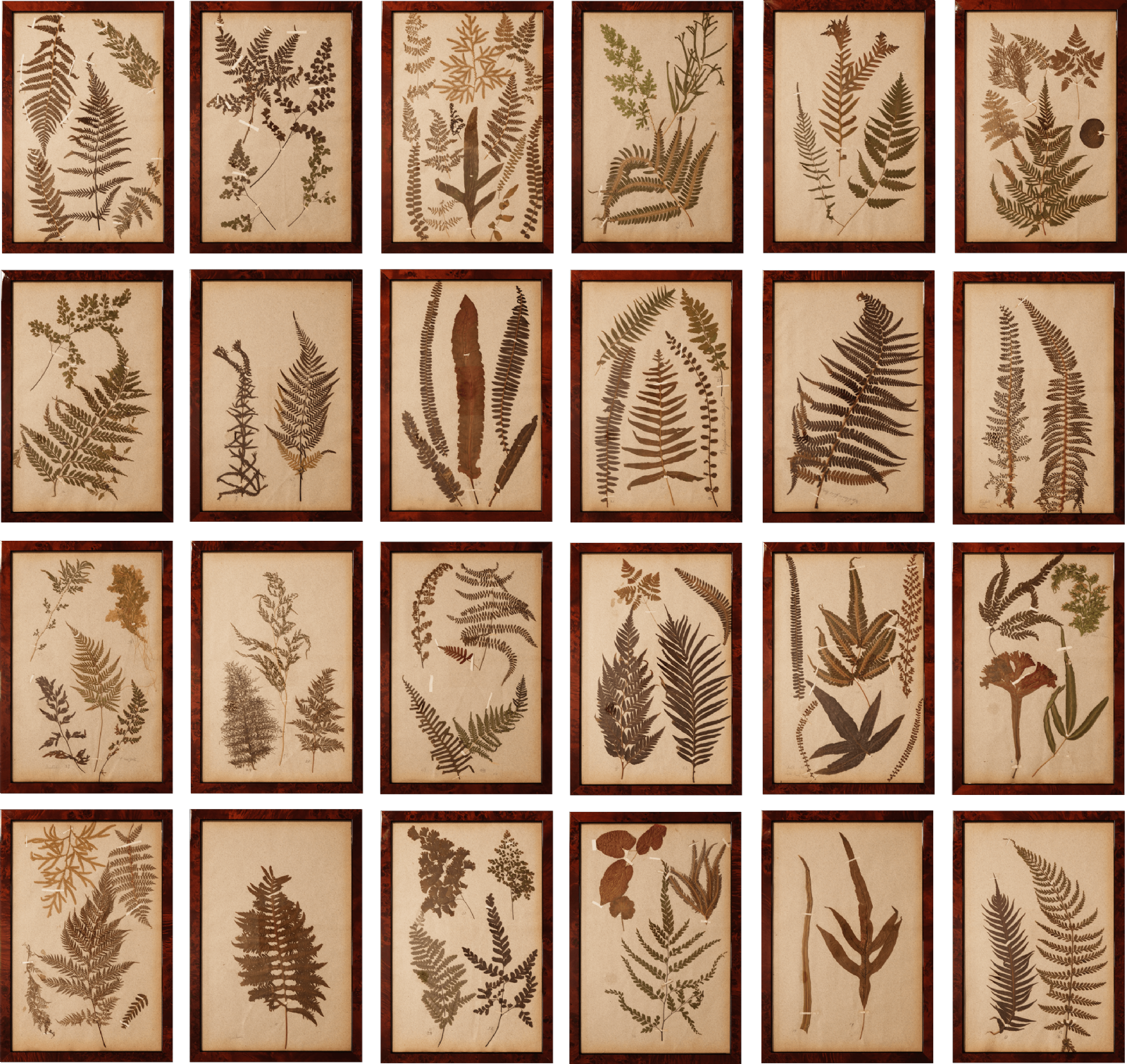 Set of 24 19th Century Ferns