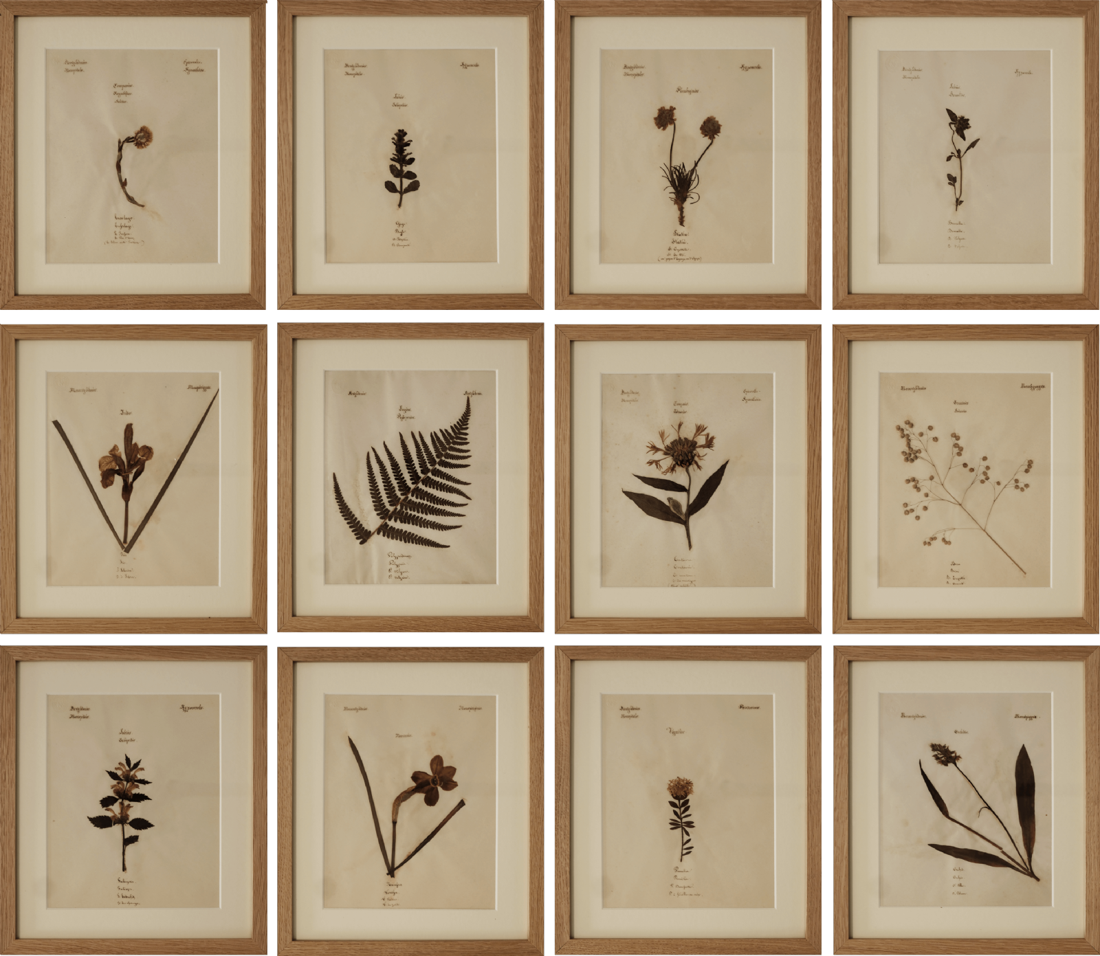Set of 12 19th Century Wildflowers