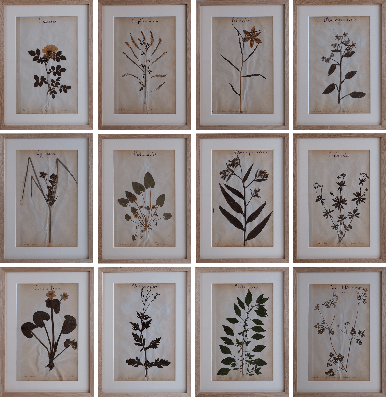 Set of 12 French herbarium specimens (1930)