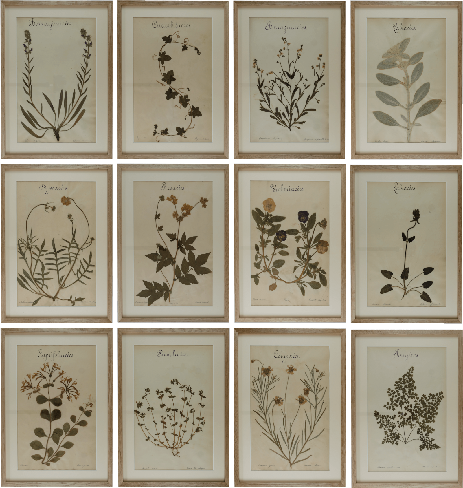 Set of 12 French botanical specimens
