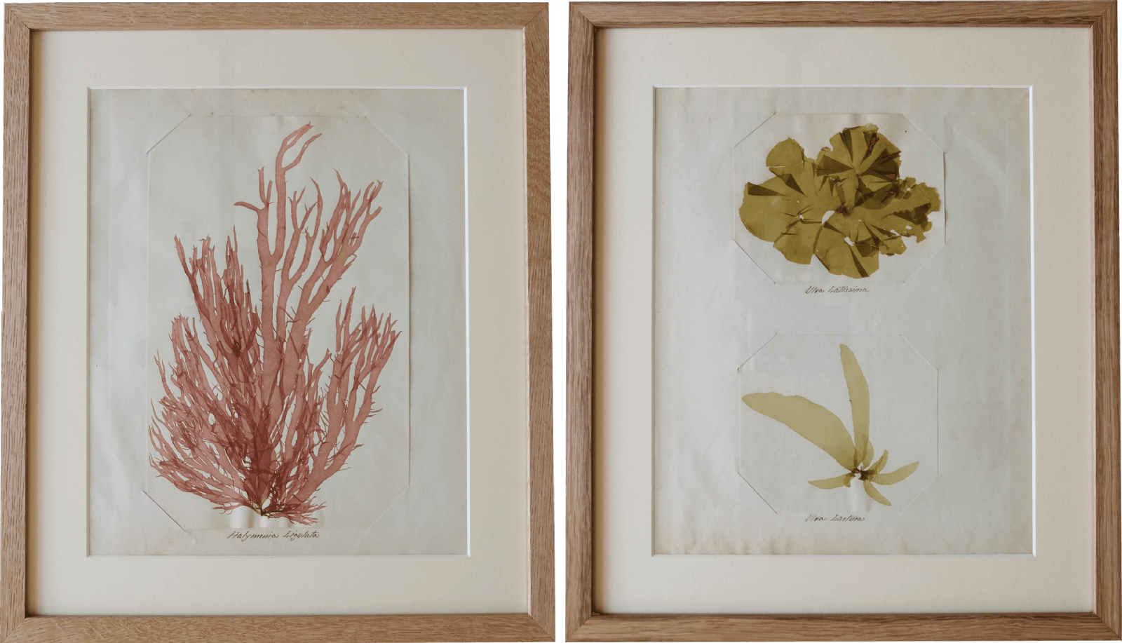 Set of 2 Seaweed Specimens