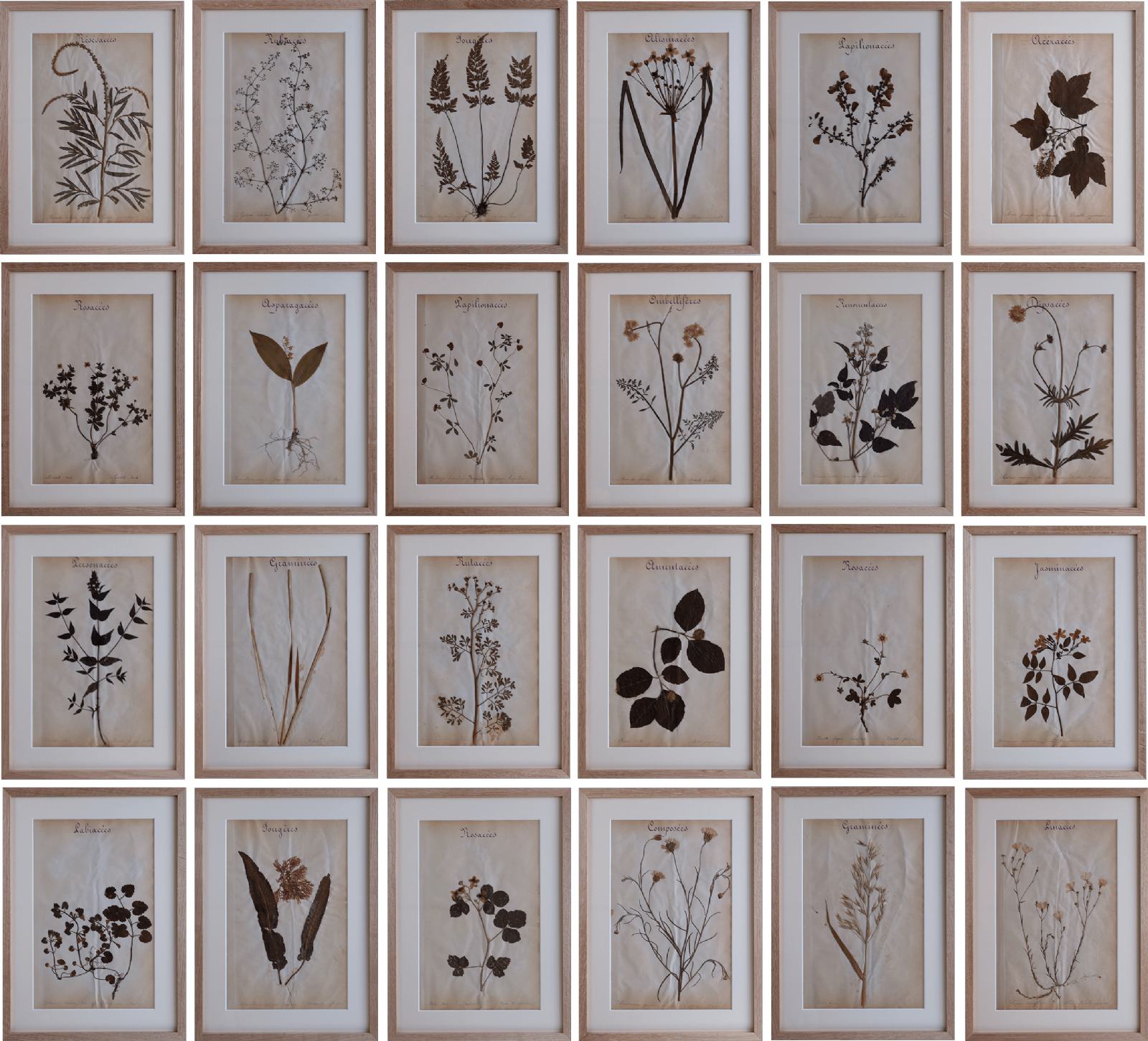 Set of 24 French herbarium specimens (1930)