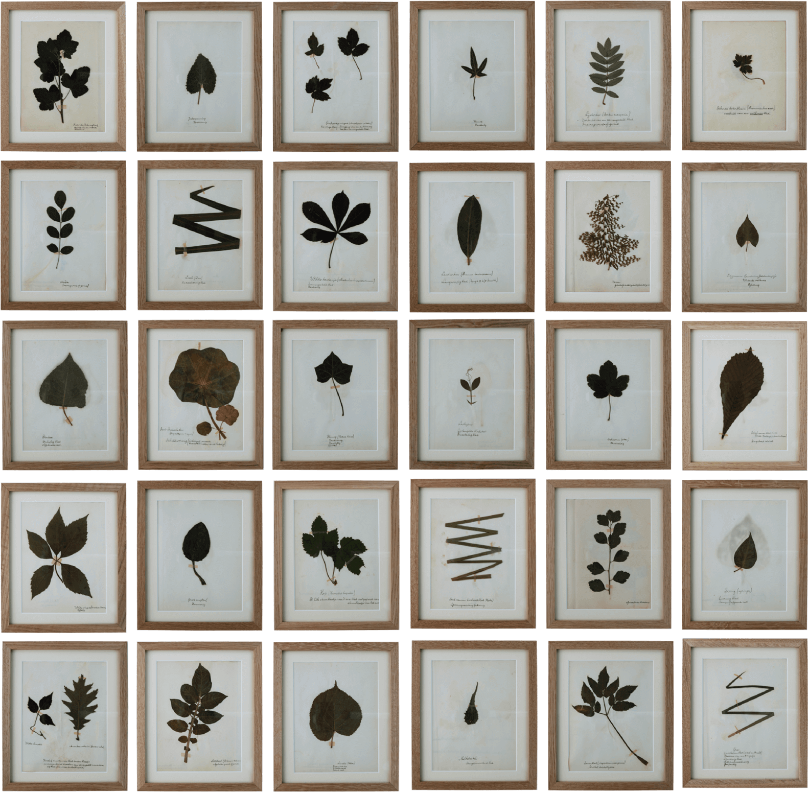 Set of 30 Dutch Leaf Specimens