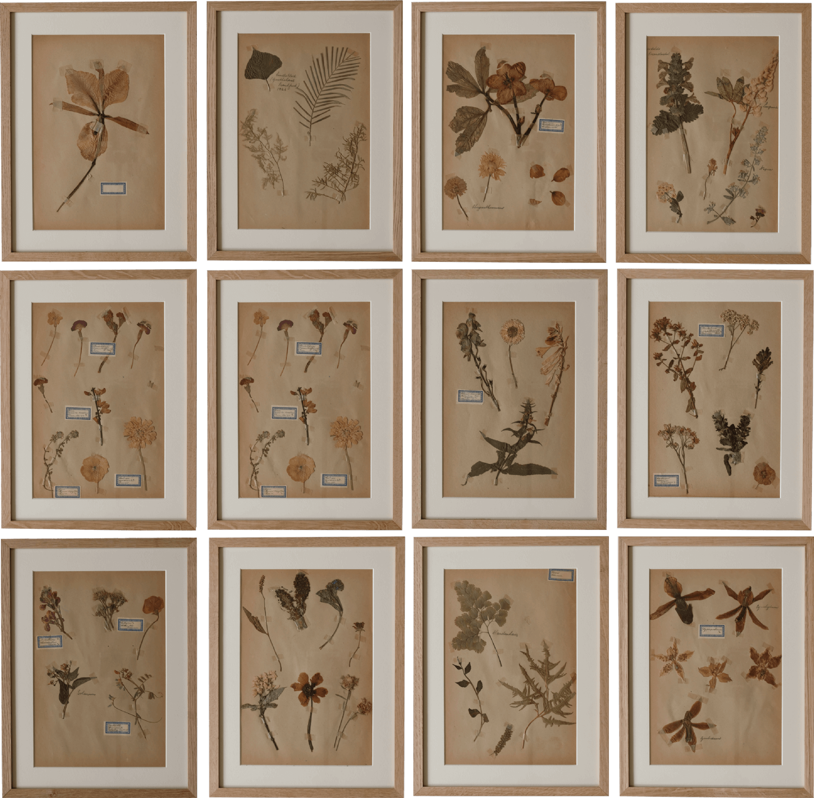 Set of 12 Dutch Herbarium specimens