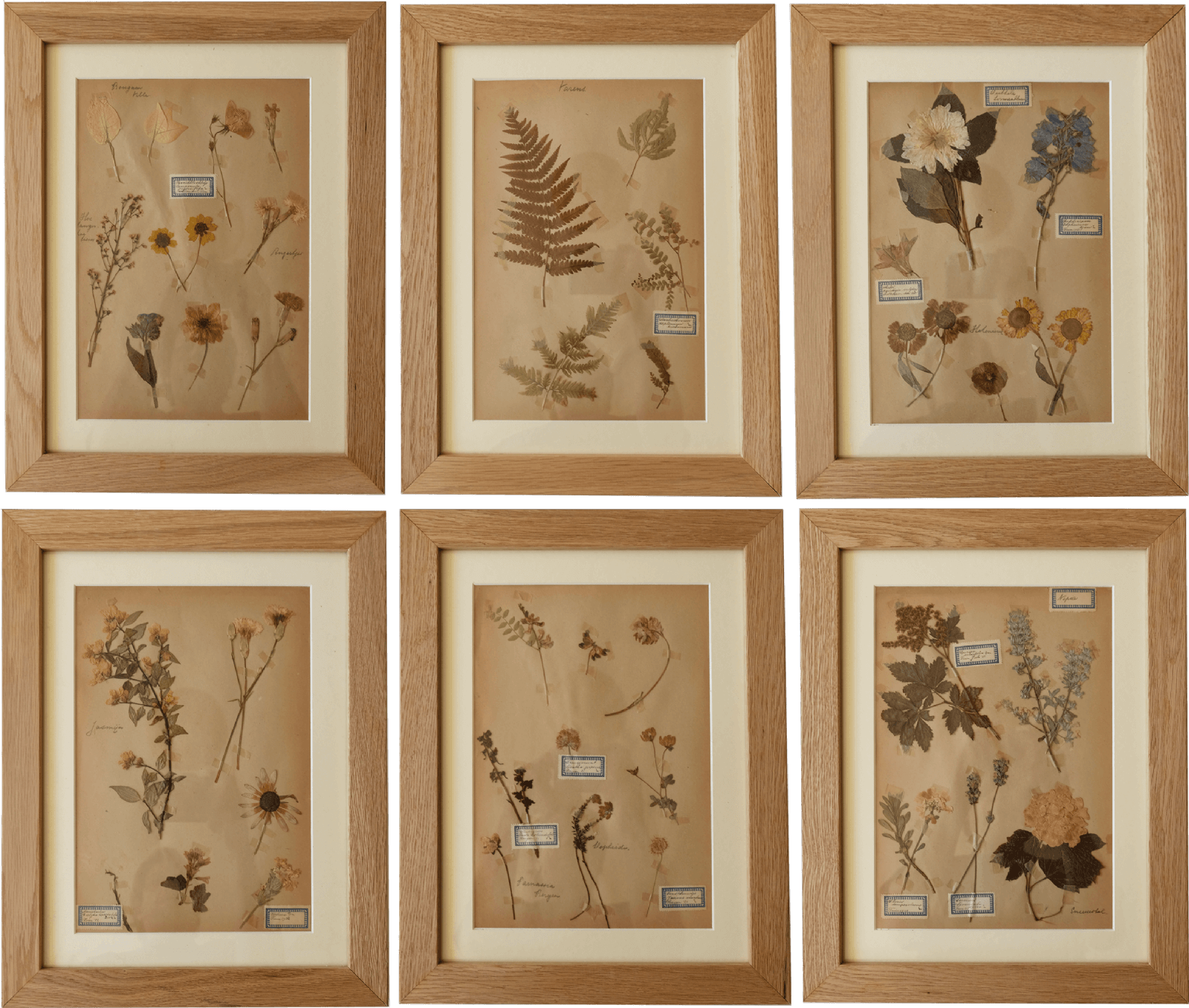 Set of 6 Dutch Herbariums
