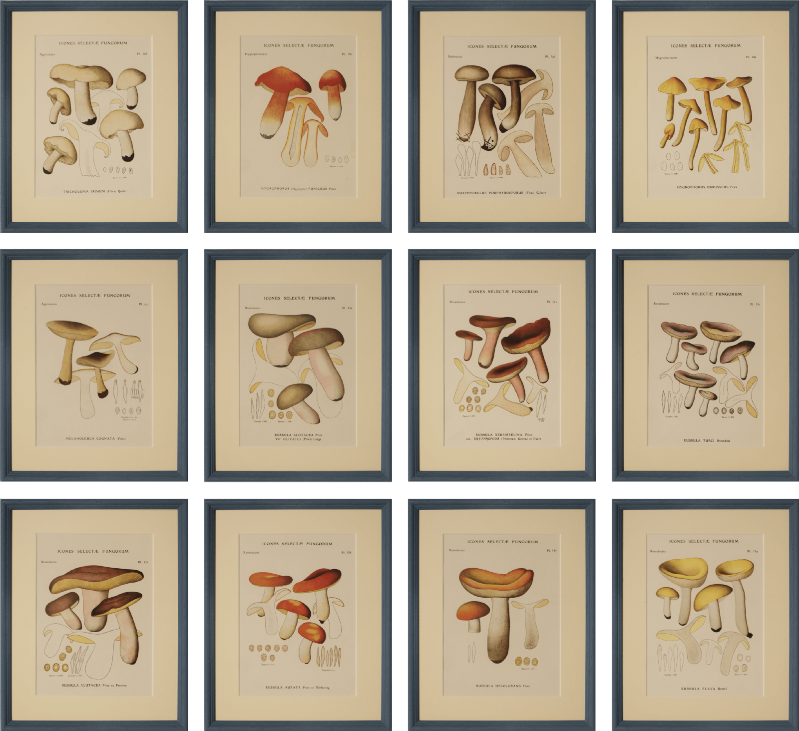 Set of 12 Mushroom Illustrations