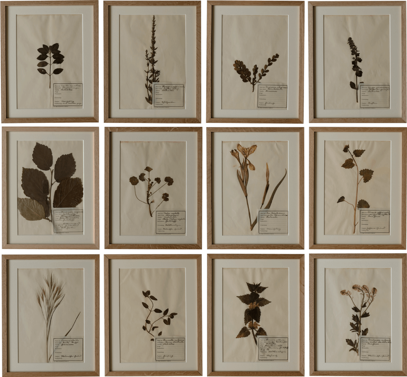 Set of 12 Moritzburg Herbariums