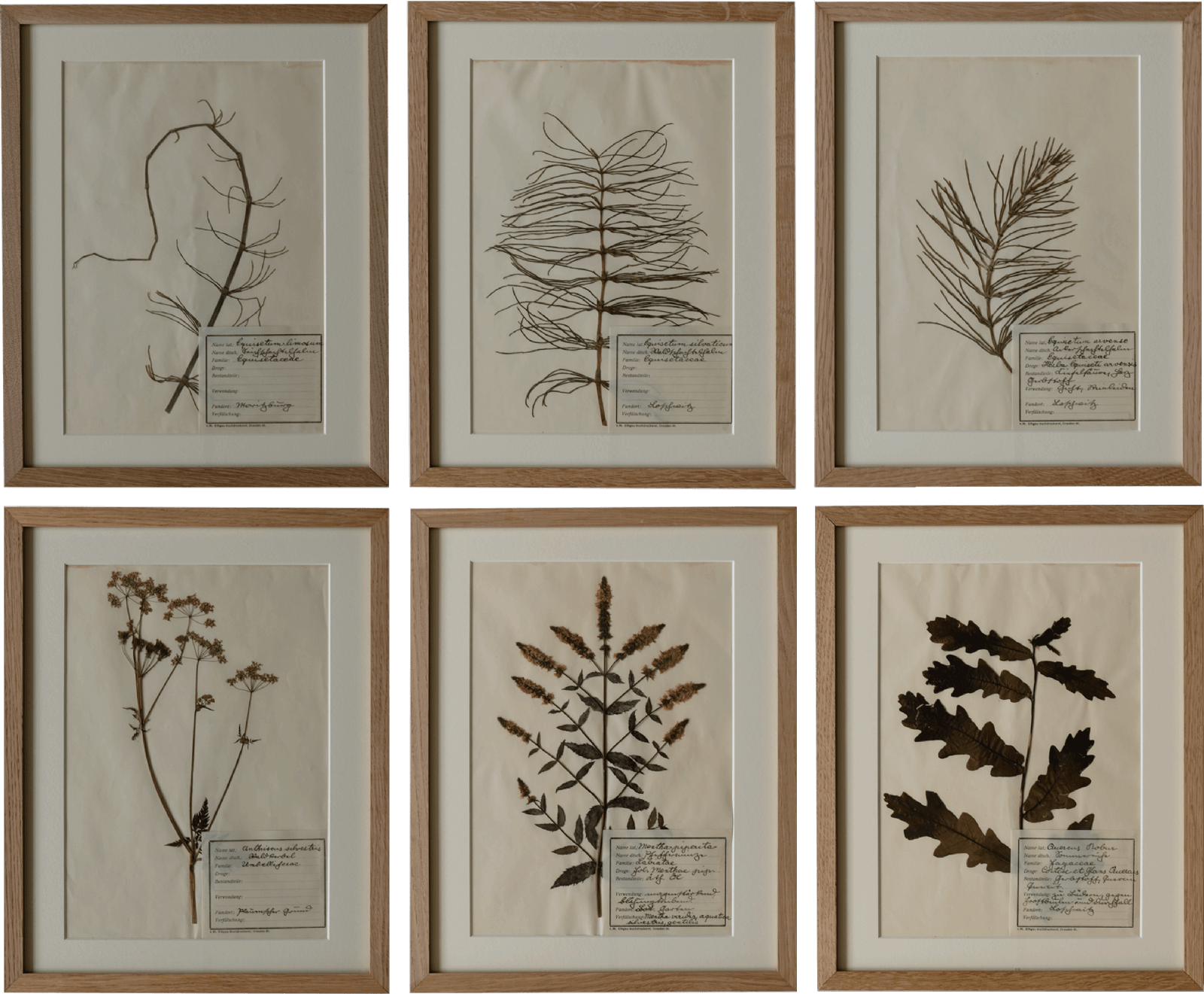 Set of 6 Moritzburg Herbariums