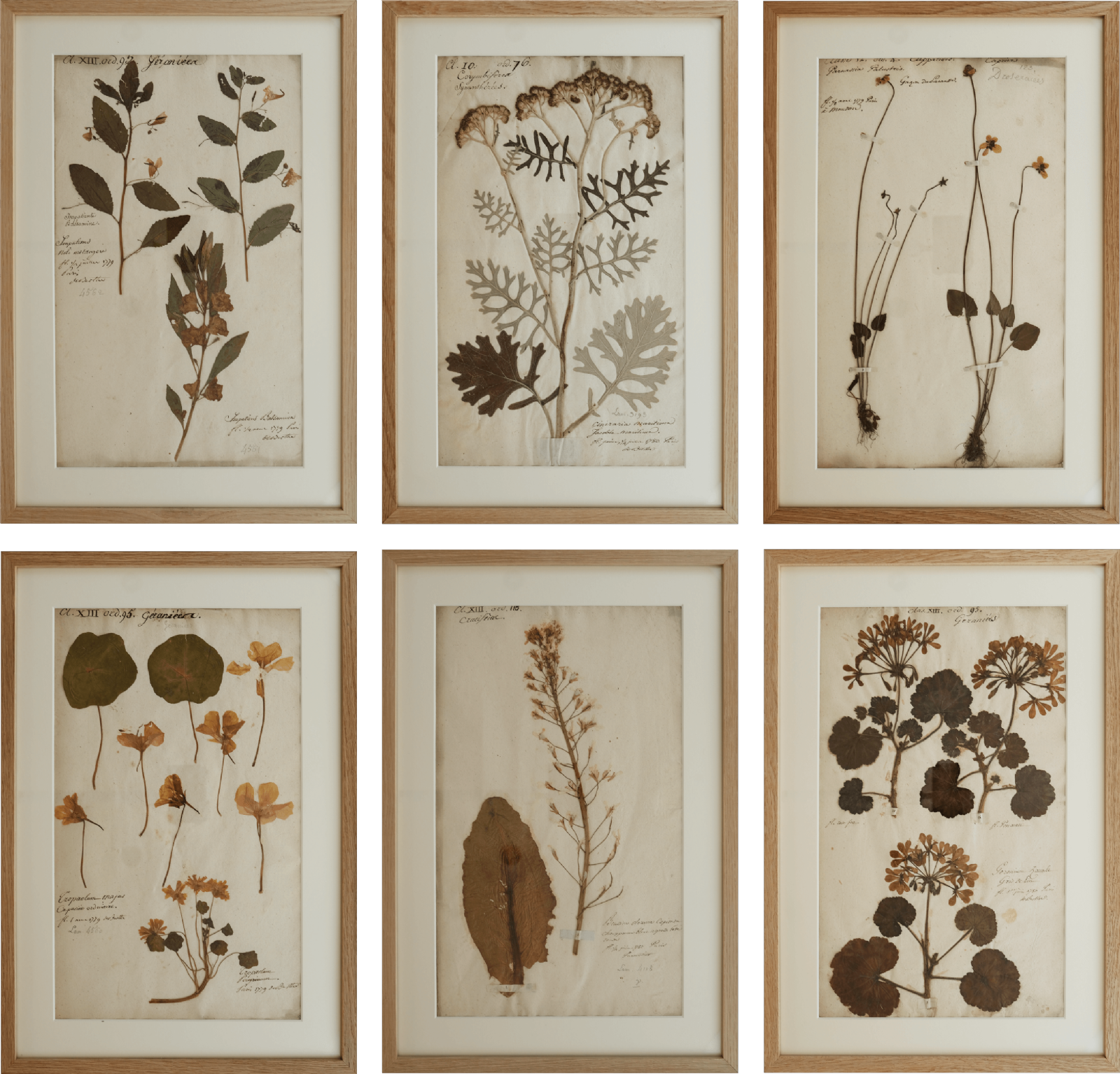 Set of 6 18th Century French botanical specimens