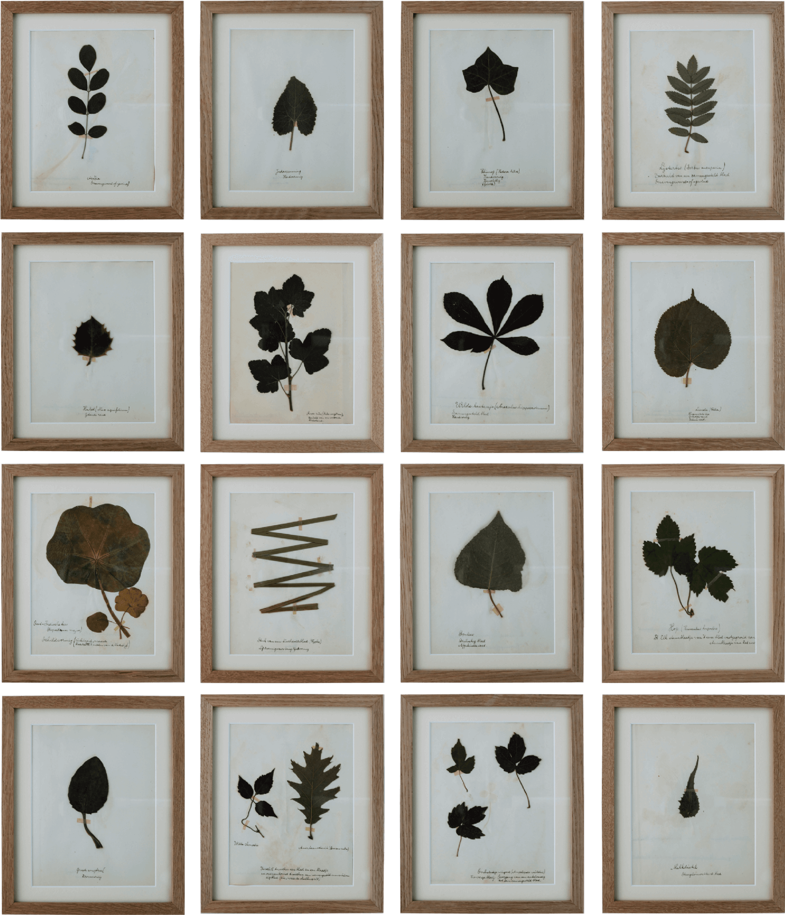Set of 16 Dutch leaf specimens