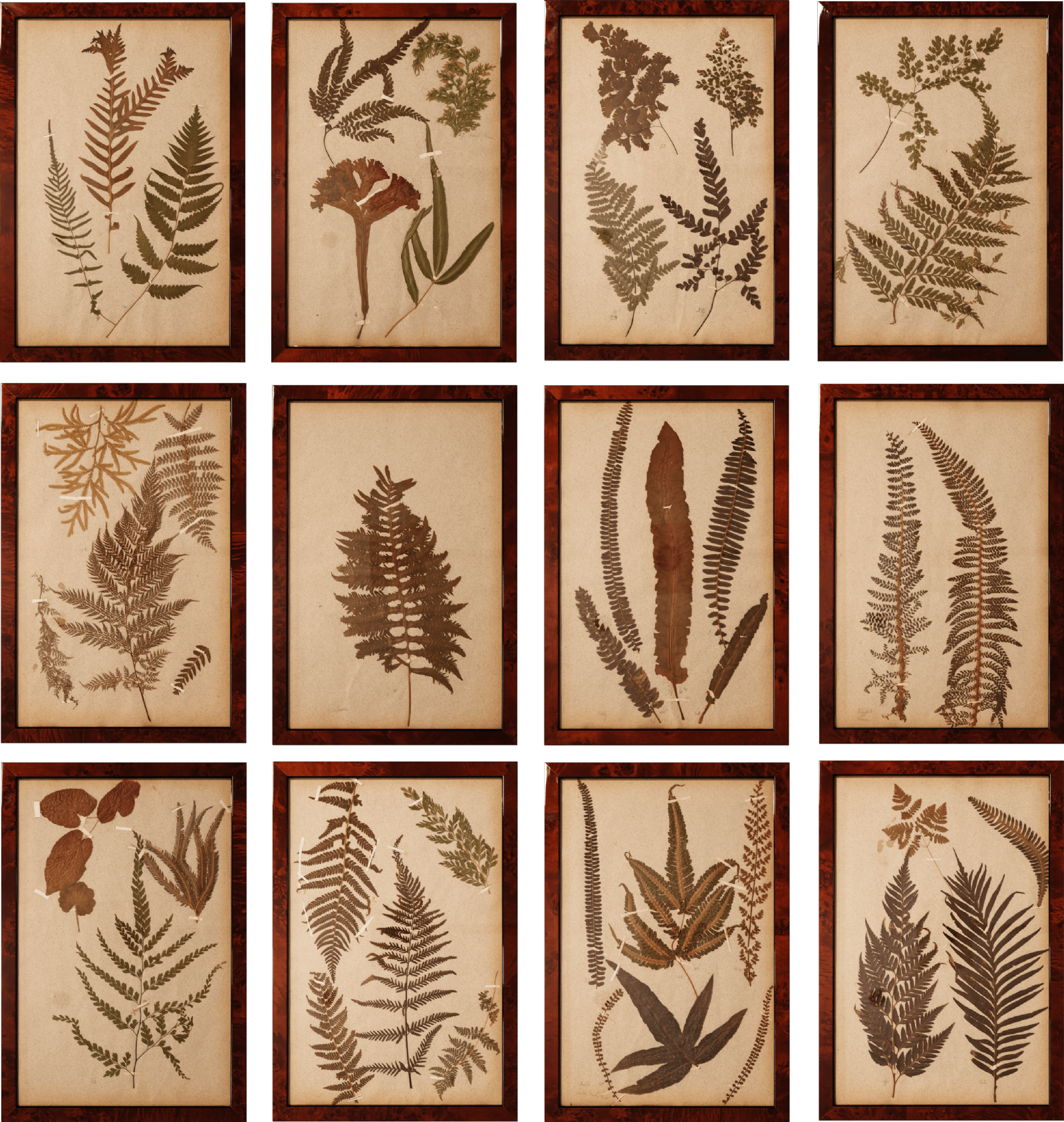 Set of 12 19th Century Ferns
